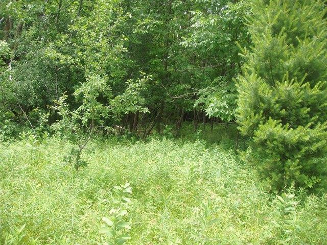 Land for sale in Park Falls, Wisconsin