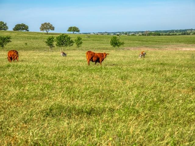 Land for sale in Burton, Texas