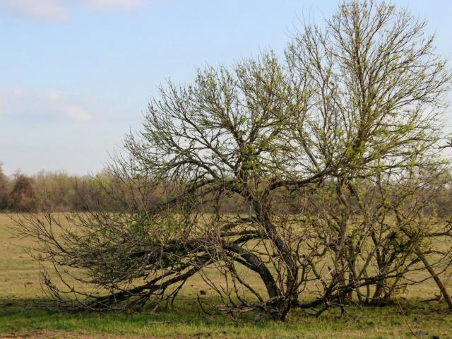 Land for sale in Dewitt, Texas