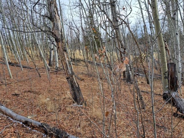 Land for sale in Colorado