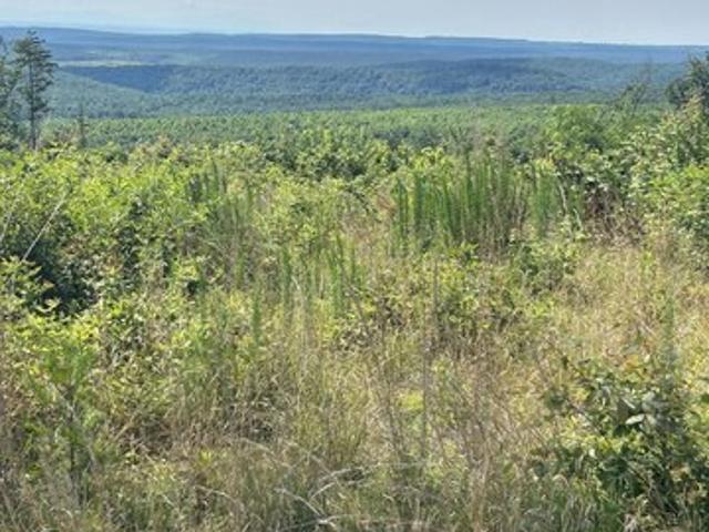 Land for sale in Spring City, East Tennessee