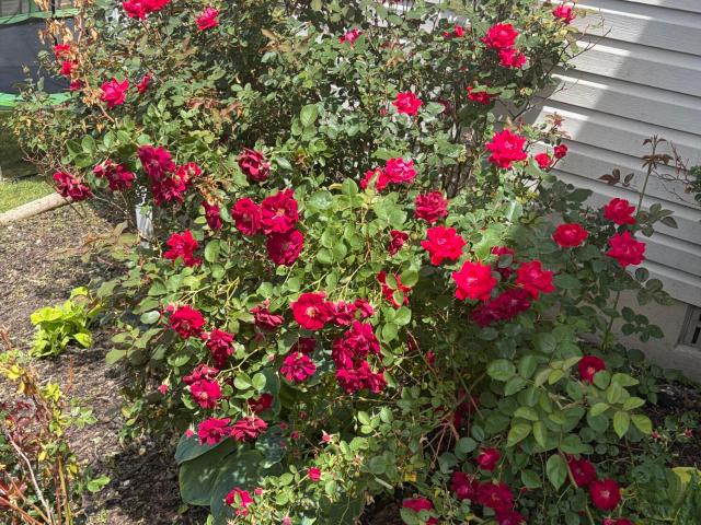 House for sale in Corbin, Kentucky