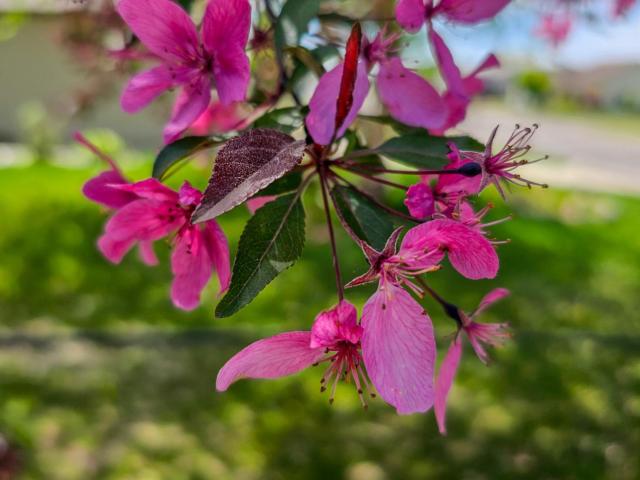 House for sale in Sartell, Minnesota