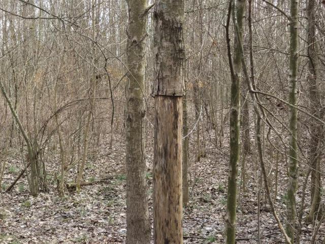 Land for sale in Blanchester