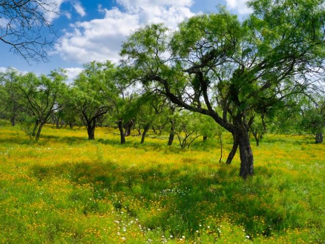 Land for sale in Mason, Texas