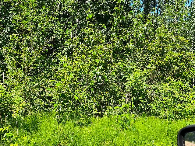 Land for sale in Alberta
