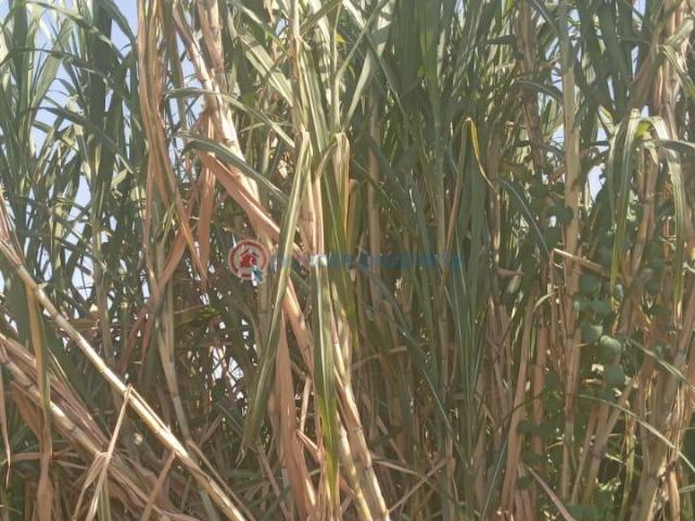 Land for sale in Kirinyaga