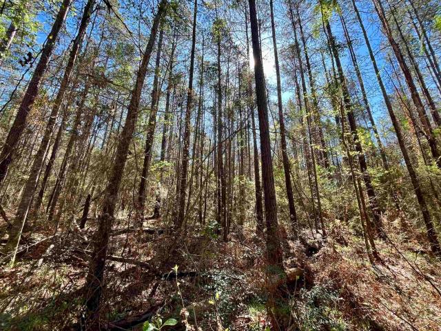 Property for sale in Saint Helena, Louisiana