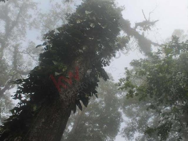 Terreno en venta en San Fernando, Chiapas
