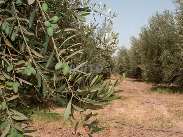 Propriété vente à Meknès