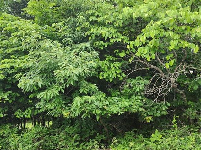 Land for sale in Kansas