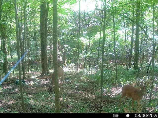 Land for sale in Tennessee