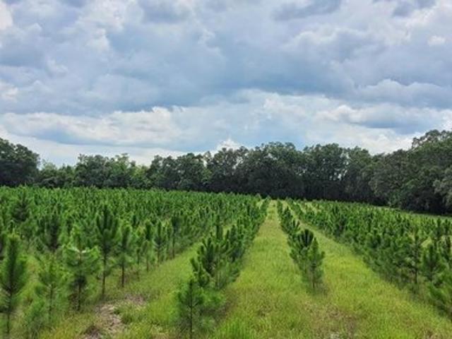 Land for sale in Chiefland, Florida