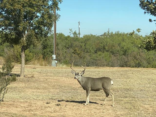 Land for sale in Kent, Texas