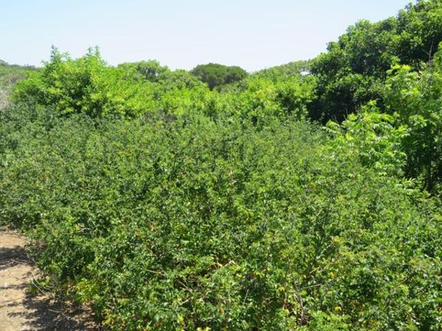 Land for sale in Bushmans River Mouth, Eastern Cape