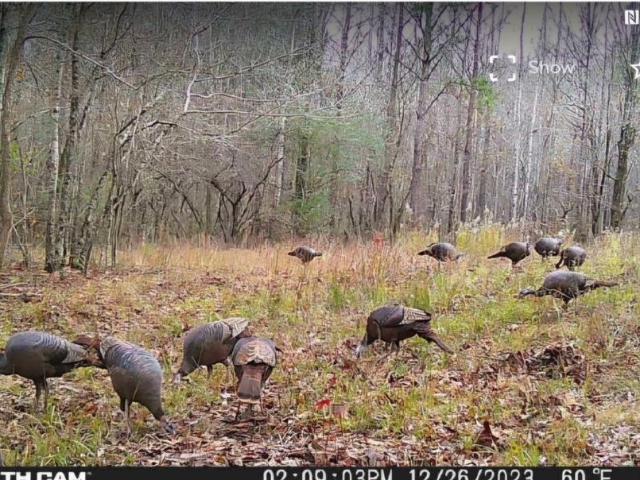Land for sale in Spring Creek, Shelby