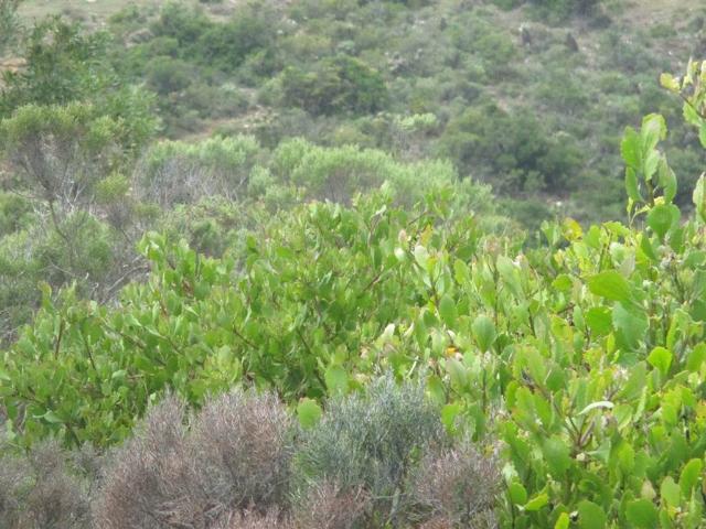 Land for sale in Groot Brak Rivier, Western Cape