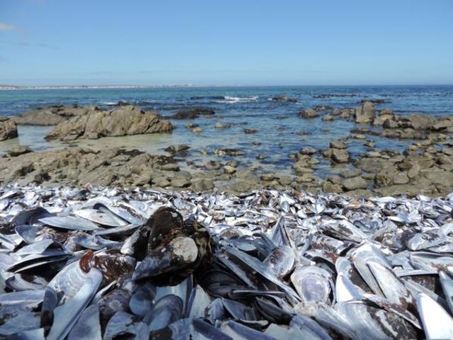 Land for sale in Western Cape