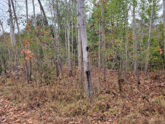 Land for sale in Bailieboro, Ontario