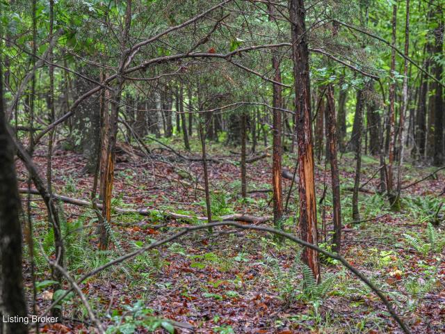 Land for sale in Campbellsville, Kentucky