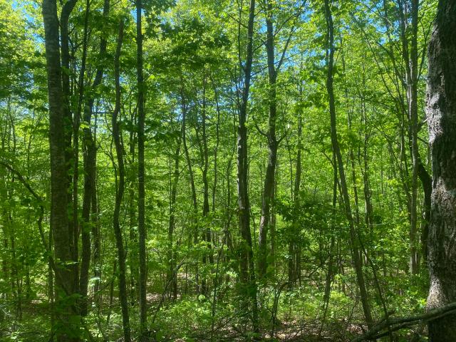 Land for sale in Kentucky