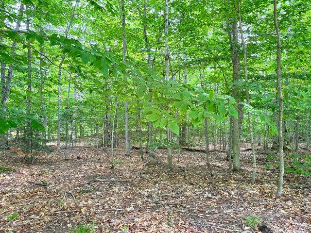 Land for sale in Eckerman, Michigan