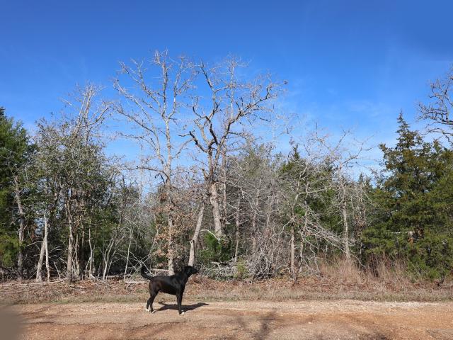 Land for sale in Somerville, Texas