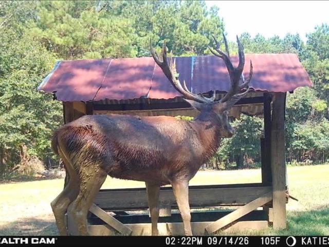 House for sale in Pineville, Rapides Parish