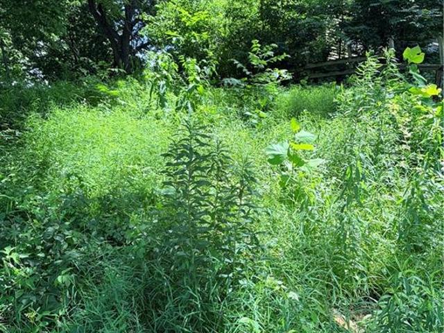 Land for sale in Buchanan, Missouri