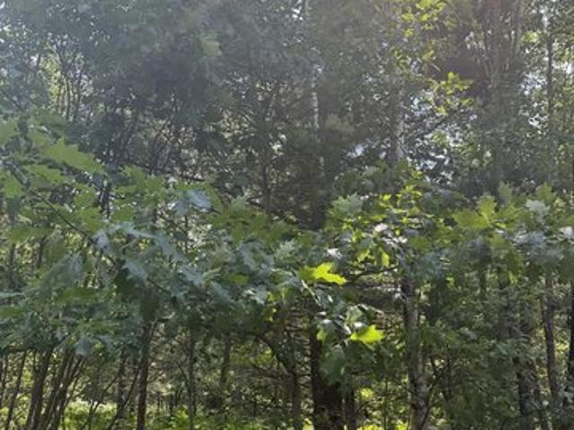 Land for sale in Gwinn, Michigan