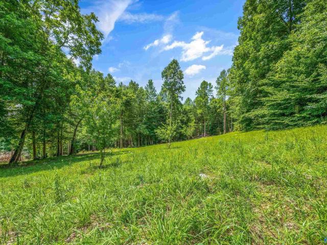 Land for sale in Hollytree, Alabama