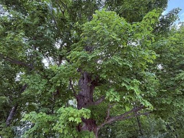 Land for sale in Kalkaska, Michigan
