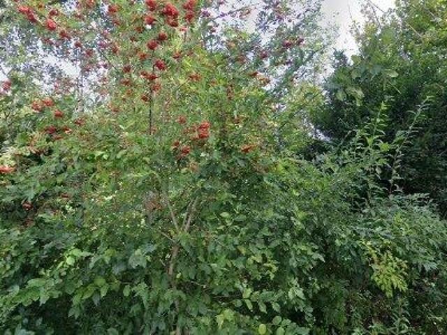 Lejlighed til salg i Liseleje, Brøndby