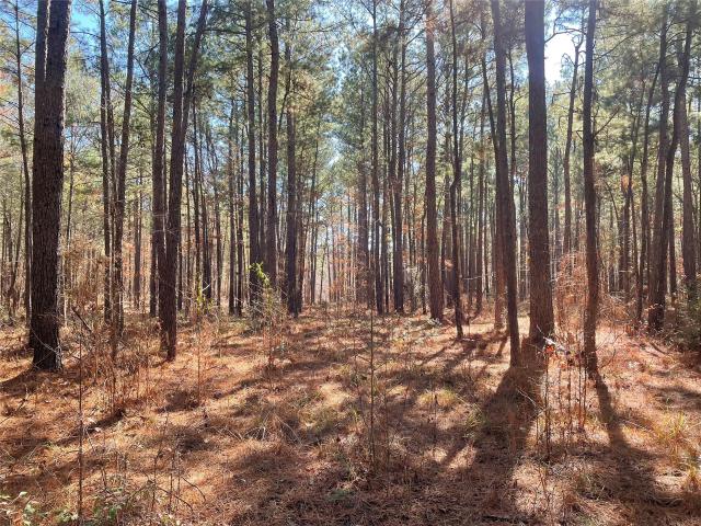Land for sale in Bronson, Texas