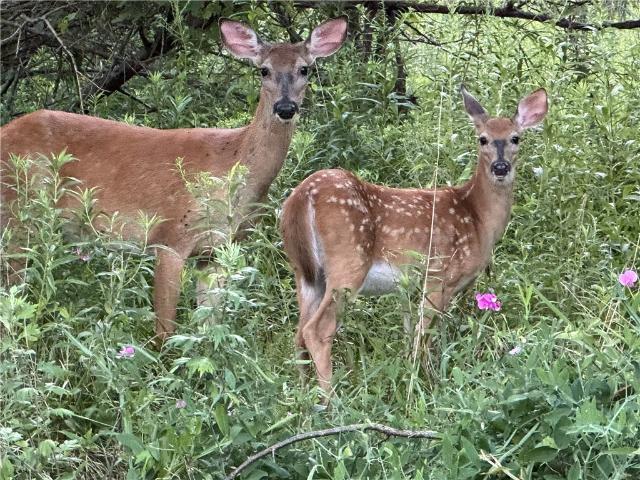Land for sale in Canandaigua, New York