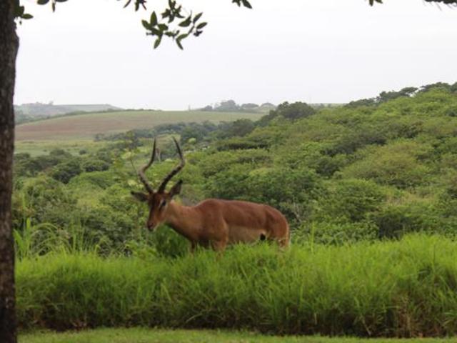 Land for sale in Ballito, KwaDukuza Local Municipality