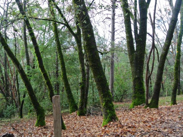 Land for sale in Foresthill, California