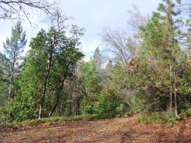 Land for sale in Foresthill, California