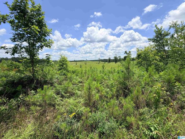 Land for sale in Columbiana, Alabama