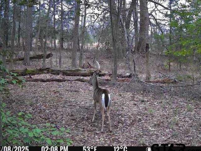 Land for sale in Wood, Texas