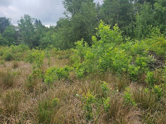 Land for sale in Toledo, Washington