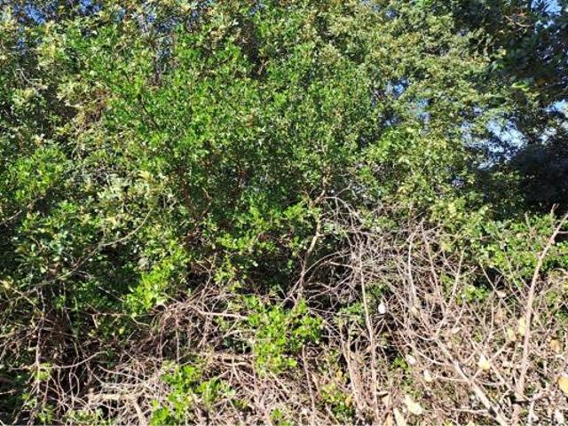 Land for sale in Cape St Francis, Eastern Cape