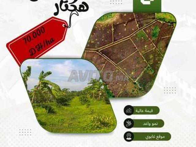 Propriété vente à Ben Ahmed, Gharb-Chrarda-Beni Hssen