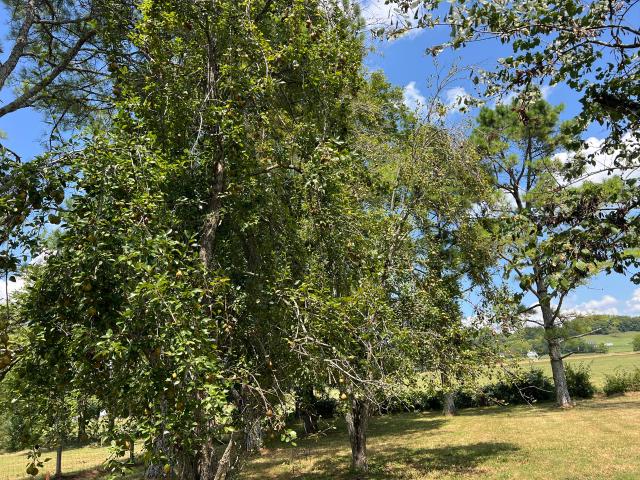 Farm for sale in Tennessee