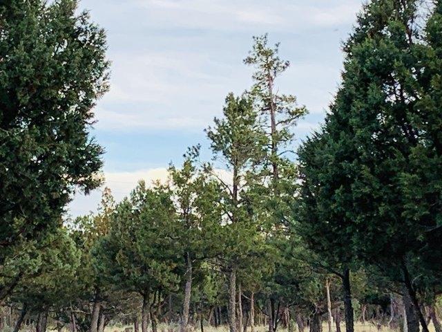 Land for sale in Happy Jack, Arizona