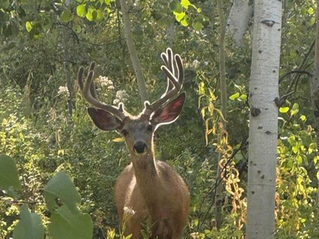 Land for sale in Huntsville, Utah