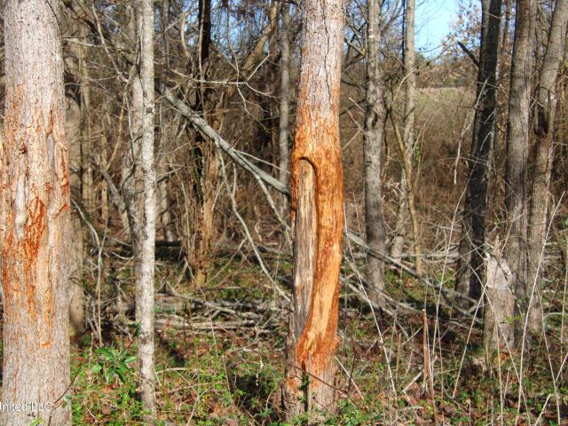 Land for sale in Mississippi