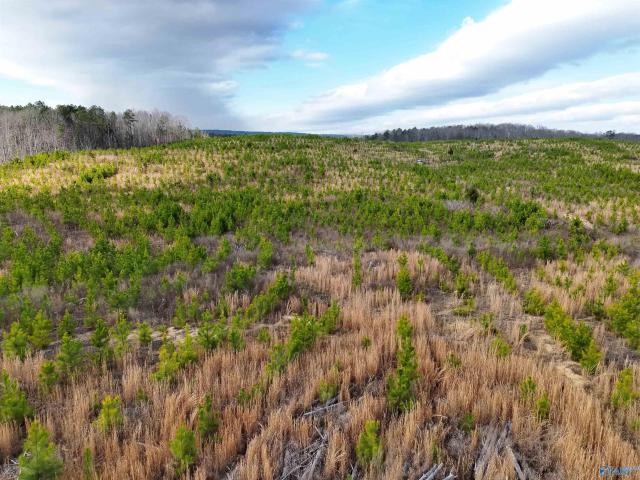 Land for sale in Rhinehart, Alabama