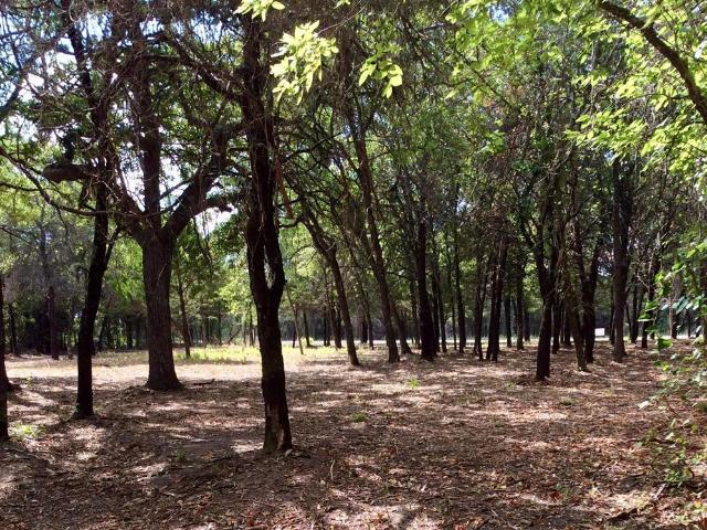 Land for sale in Nocona, Texas