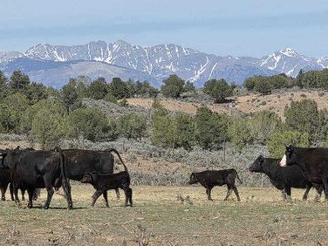 Land for sale in La Plata, Colorado